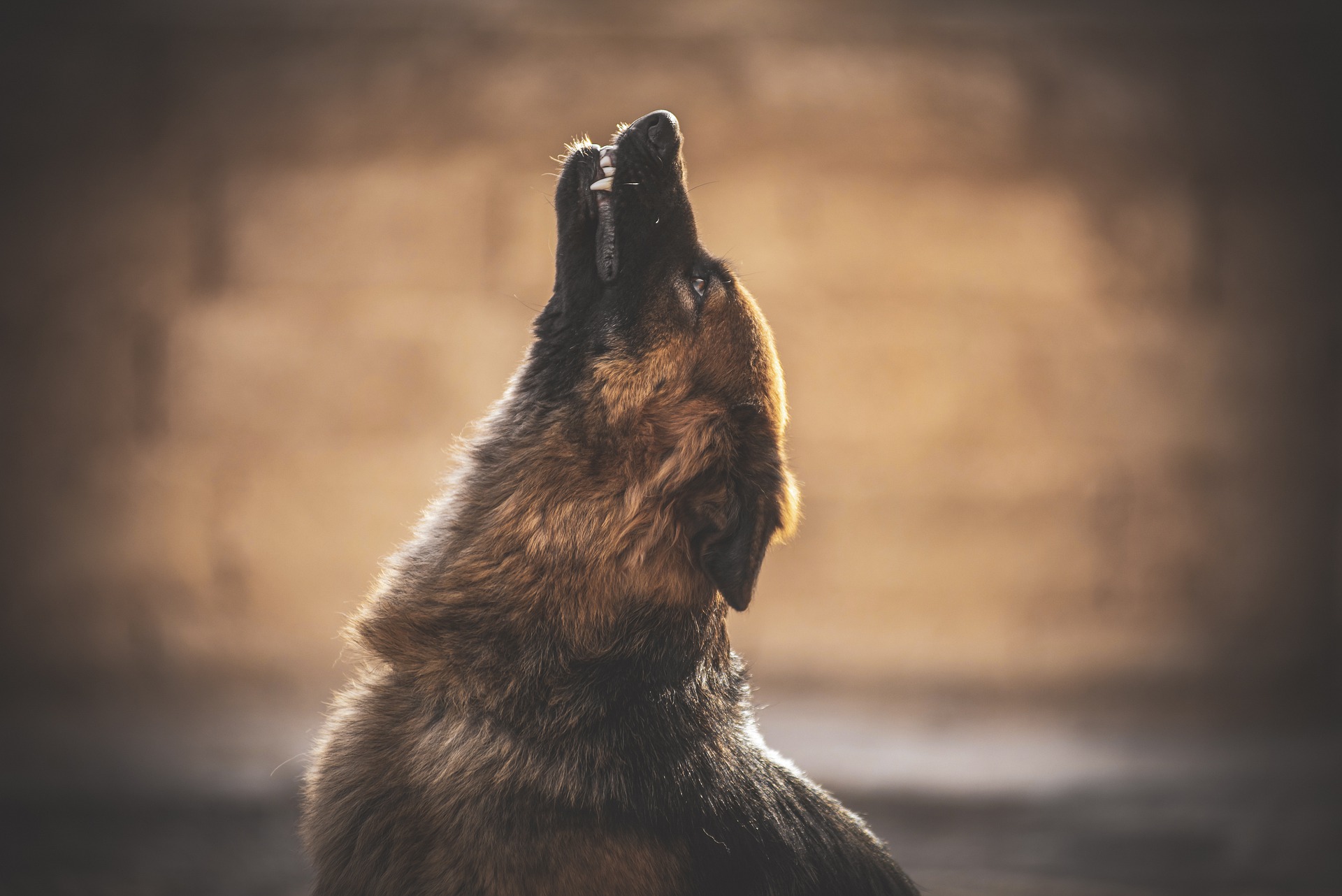 Why do Dogs Howl at Night?