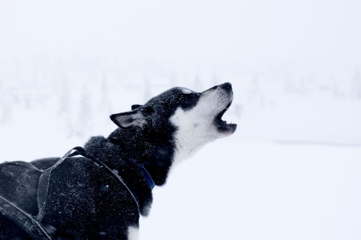 Why do Dogs Howl at Night?
